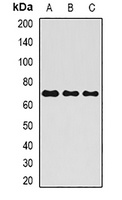 ALPP Rabbit Polyclonal Antibody