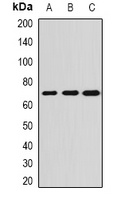 ALPPL2 Rabbit Polyclonal Antibody