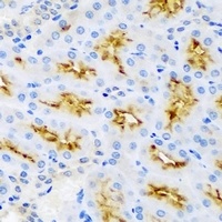AMBRA1 Antibody