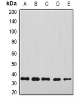 Annexin A4 Antibody