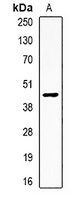Apolipoprotein H Rabbit Polyclonal Antibody