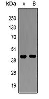 Amphiregulin Rabbit Polyclonal Antibody