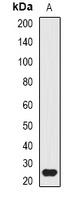 ATG10 Antibody