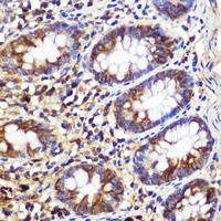 ATG10 Antibody