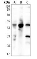BMP15 Antibody