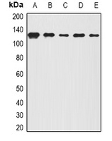 BOC Rabbit Polyclonal Antibody