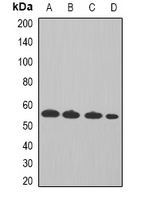 Cyclin A2 Rabbit Polyclonal Antibody