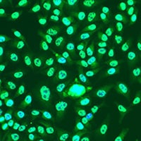 Cyclin A2 Rabbit Polyclonal Antibody