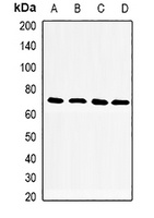 CD33 Rabbit Polyclonal Antibody