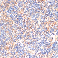 CD33 Rabbit Polyclonal Antibody