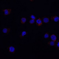 CD33 Rabbit Polyclonal Antibody