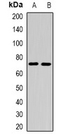 CEL Rabbit Polyclonal Antibody