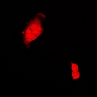 CIRBP Rabbit Polyclonal Antibody