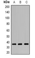 CNPY3 Antibody