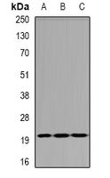 SMAC Rabbit Polyclonal Antibody