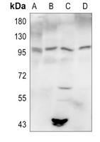 Autotaxin Antibody