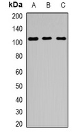 EPS15R Rabbit Polyclonal Antibody