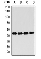 FKBP4 Antibody