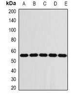 FKBP8 Rabbit Polyclonal Antibody