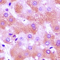 FURIN Antibody
