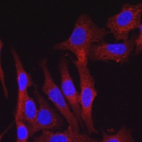 FURIN Antibody