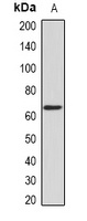 Nucleostemin Rabbit Polyclonal Antibody