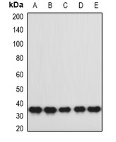 hnRNP A0 Rabbit Polyclonal Antibody