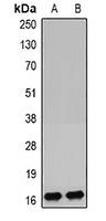 IGFBP4 Antibody