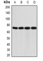 CD212 Antibody