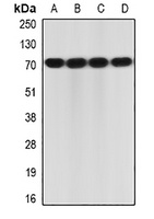 IL-23R Antibody