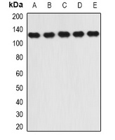 RANBP5 Antibody