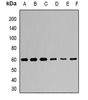 KLF4 Rabbit Polyclonal Antibody