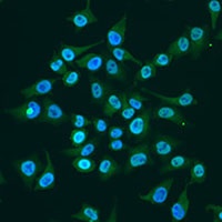 KLF4 Rabbit Polyclonal Antibody