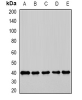 GBL Rabbit Polyclonal Antibody