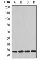 MYOG Rabbit Polyclonal Antibody