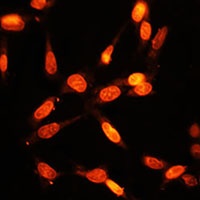 MYOG Rabbit Polyclonal Antibody