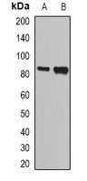 NASP Rabbit Polyclonal Antibody