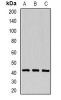 P2Y1 Rabbit Polyclonal Antibody