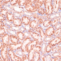 PGD Rabbit Polyclonal Antibody
