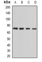 PRC1 Rabbit Polyclonal Antibody