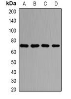 PRMT5 Rabbit Polyclonal Antibody