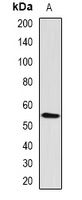 RBPJ Rabbit Polyclonal Antibody
