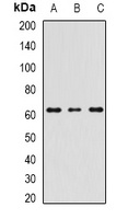 RIPK2 Antibody