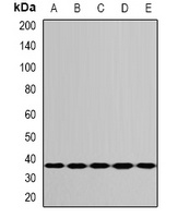 RPS3A Rabbit Polyclonal Antibody