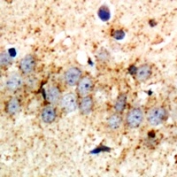 RPS3A Rabbit Polyclonal Antibody