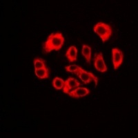 RPS3A Rabbit Polyclonal Antibody