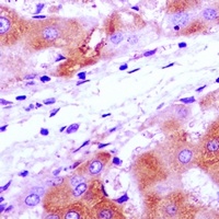 RPS7 Rabbit Polyclonal Antibody