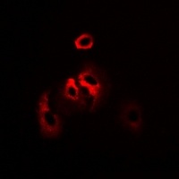 RPS7 Rabbit Polyclonal Antibody