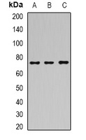 SAMHD1 Rabbit Polyclonal Antibody