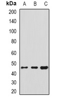 HSP47 Antibody